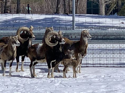 Saskatoon Zoo Welcomes New Manager And Two Baby Mouflon Sheep 650 Ckom