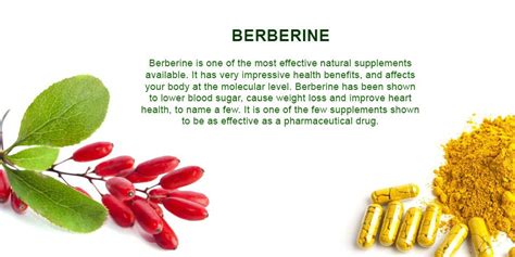 Berberine Berberine Hcl Herbalism Natural Supplements Improve