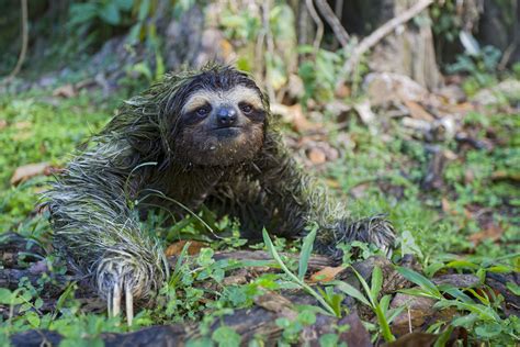 Why Do Sloths Poop On The Ground The Sloth Conservation Foundation