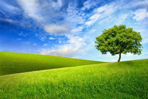 Single Tree On Top Of A Green Hill Stock Photo Image 38447802