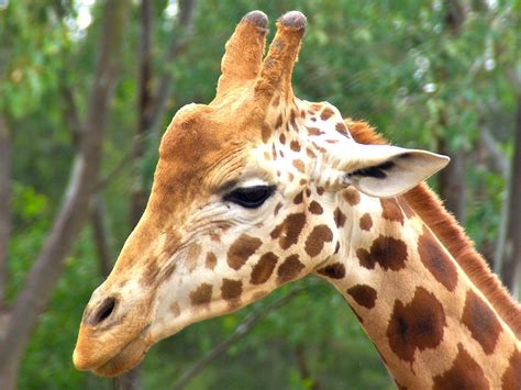 Giraffe Male Animal · Free Photo On Pixabay