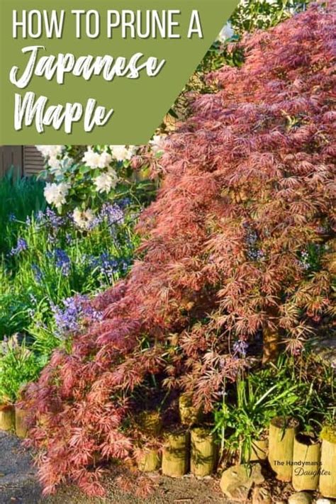 How To Prune Japanese Maple Trees The Handymans Daughter