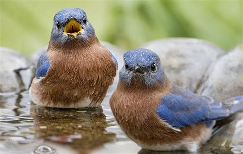 The best bird baths can give birds a safe place to bathe and have a drink. Birdbaths Attract Birds to Your Yard | Green Groundswell