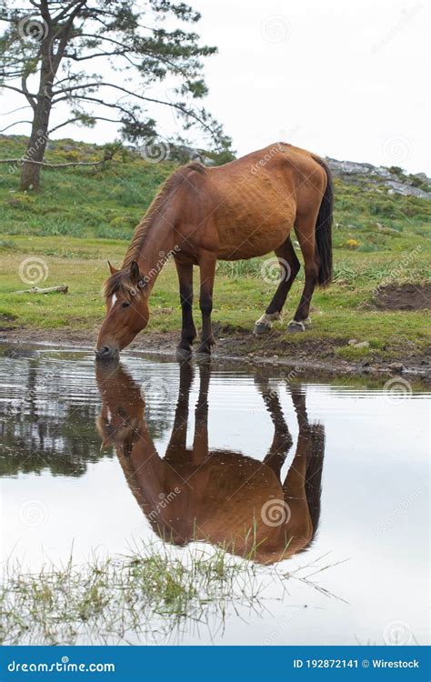 Vertical Shot Of A Wild Horse Drinking Water From A Pond Captured