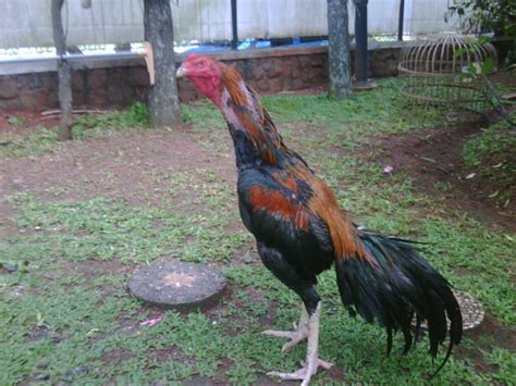 2.9 ayam bangkok wido atau jalak 2.10 ayam bangkok mathai persilangan burma dan thailand Macam-macam ayam kampung berdasarkan warna bulunya | Tips ...