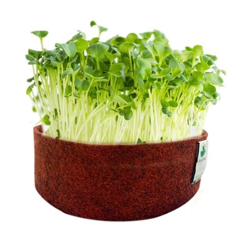 Microgreens Grow Kit Alfa Alfa 30 Grams Easy To Use Kit For Beginn