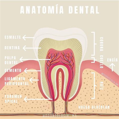 Pin De Jennifer Hernandez En Odontología Anatomía Dental Odontología