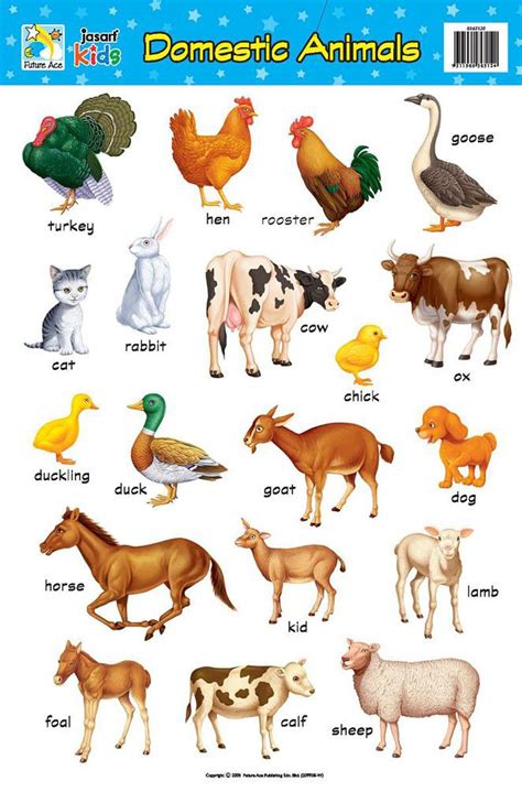 Jasart Kids Wall Chart Domestic Animals Animals For Kids Animal