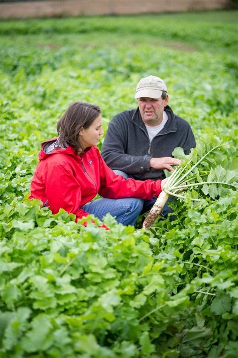 Cover Crops For Sustainable Crop Rotations Sare