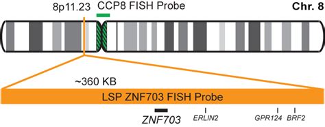 Znf703ccp8 Fish Probe Kit Cytotest