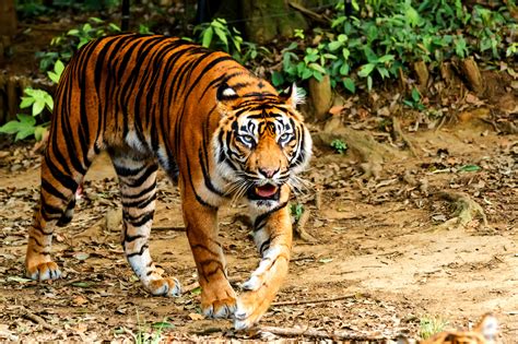 Person Taking Photo Of Tiger During Daytime Sumatran Tiger Hd