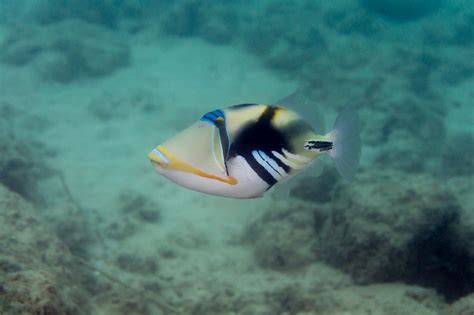 Lagoon Triggerfish Rhinecanthus Aculeatus Underwater Fish Hawaiian