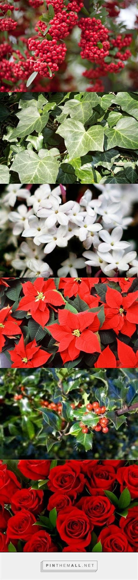My Favourite Winter Flowers And Plants A Grouped Images Picture