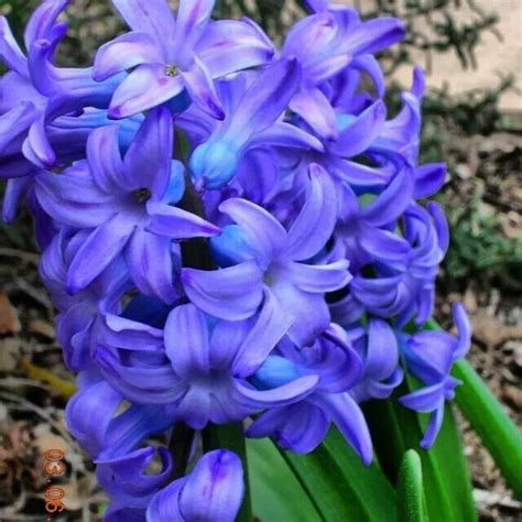 Hyacinth Trees To Plant Bulb Flowers Hyacinth