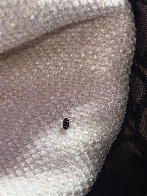 What Bug Is This Found On My Bed Rwhatsthisbug