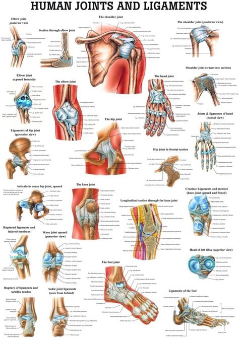 Joints And Ligaments Laminated Anatomy Chart Office Product Amazon