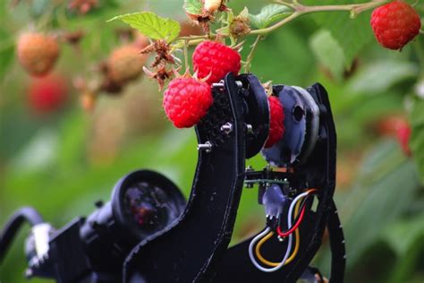 Raspberry Picking Robot Completes First Field Trials Robotics