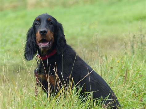Wurftag 27.04.2020, black & tan, züchter/zwinger von den huntewiesen, dötlingen ot brettorf (niedersachsen). Welpen & Hunde Bilder | Gordon Setter - Welpen & Hunde ...