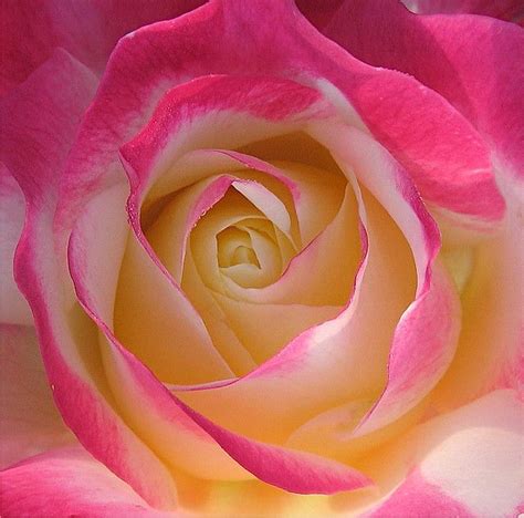 Love And Peace Rose Hybrid Tea Roses Beautiful Roses Beautiful Rose