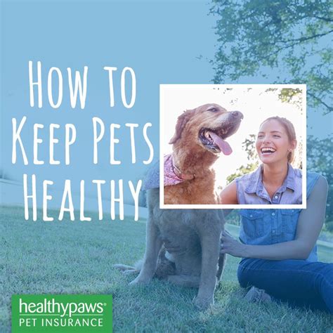 Pin By Healthy Paws Pet Insurance On How To Keep Pets Healthy Pet
