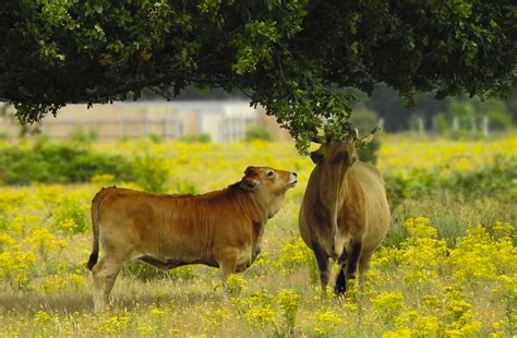图片素材 小 领域 黄色 吃 橡木 脊椎动物 牧场 哺乳动物 草地 草原 放牧 野生动物 家畜 牛山羊家庭