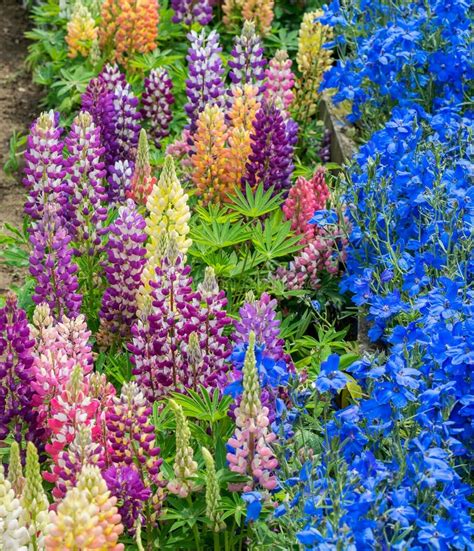 Beautiful Multi Colors Lupin Flowers And Blue Flowers Stock Photo