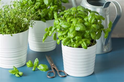 The Container Herb Garden 6 Easy Steps To Grow Healthy Herbs In Pots
