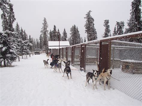 Denalis Sled Dogs In Winter Denali National Park And Preserve Us