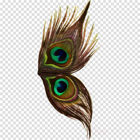 Peacock clipart wing, Peacock wing Transparent FREE for download on WebStockReview 2020