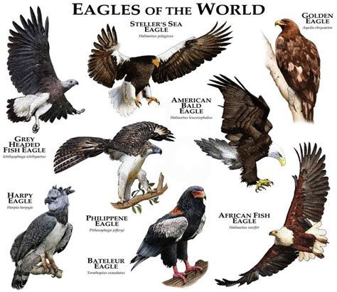Eagles Of The World Poster Print Pet Birds Bald Eagle Types Of Eagles