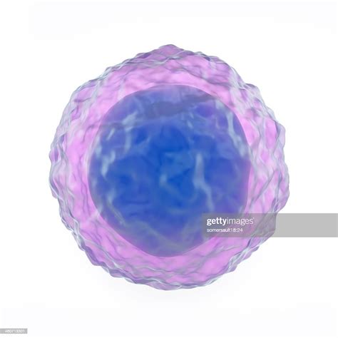 Lymphocyte White Blood Cell Artwork High Res Vector Graphic Getty Images