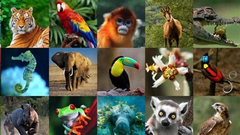 Animales En Peligro De ExtinciÓn Por El Cambio Climático Golfo Pacífico