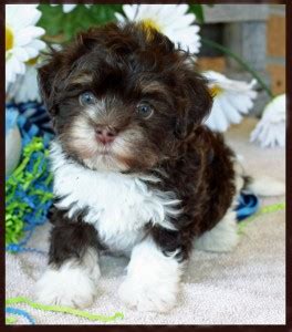 It was from time immemorial that seafaring merchants traded cute looking lapdogs like this breed and the nobility or aristocratic class was mainly the buyers. Havanese Breeders in the United States | Puppies for ...