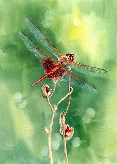 Red Dragonfly Original Watercolor The Golden Gallery