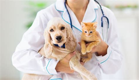 Seguro Para Mascotas ¿qué Servicios Ofrece Y Cuánto Cuesta Contratarlo