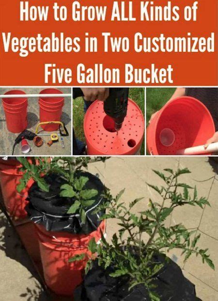 How To Grow Vegetables In Five Gallon Buckets Bucket Gardening