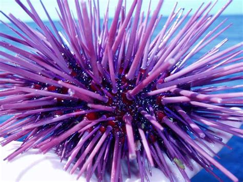 Body Of Sea Urchin Is One Big Eye Live Science
