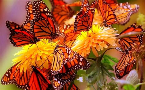 Monarch Butterflies Image Abyss