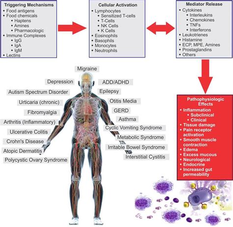 Maybe you would like to learn more about one of these? Food Sensitivity Testing LEAP MRT - Thyroid Dietitian ...