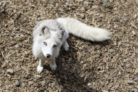 Little White Arctic Fox Stock Image Image Of Heterochromia 166897765