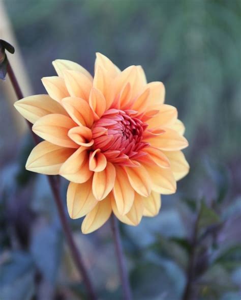 Types Of Dahlias Flower Styles And Sizes Longfield Gardens In 2021