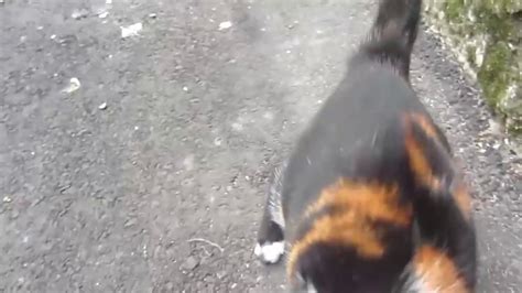 Pregnant Cat Meows On The Street6 Youtube