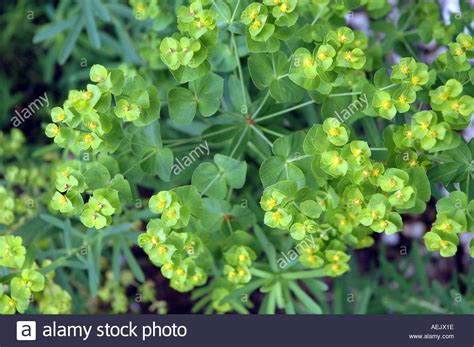 Leafy Spurge Euphorbia Esula Stock Photo Alamy