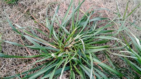 Mature Crabgrass Control In Hybrid Bermuda Lawn Care Forum