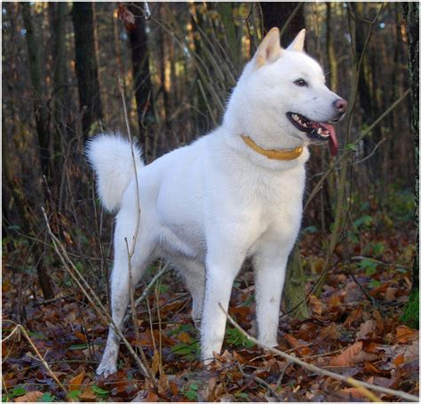 Hokkaido Dog Pictures Rescue Puppies Breeders