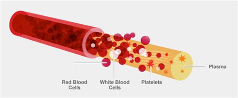 For the longest time, humans have been intrigued by blood, and this fascination has manifested in many interesting ways. What is Blood? | OneBlood