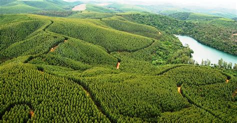 Florestas Plantadas Em Minas Gerais