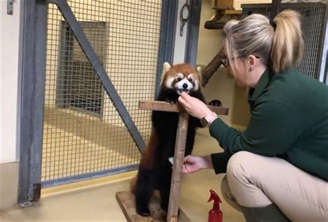 Red Panda At Toronto Zoo Gives Birth To Two Cubs