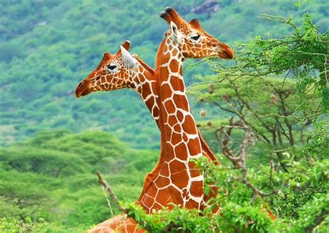 Free Download Hd Wallpaper Animals Giraffes Animal Wildlife