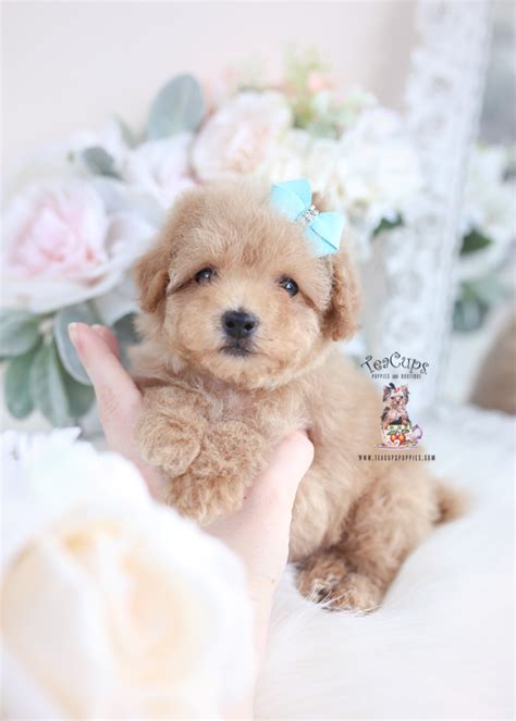 Apricot Toy Poodle Puppies Teacup Puppies And Boutique